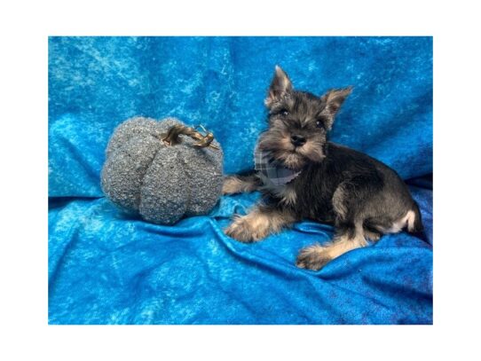 Miniature Schnauzer-DOG-Female-Salt / Pepper-13711-Petland Pensacola, Florida