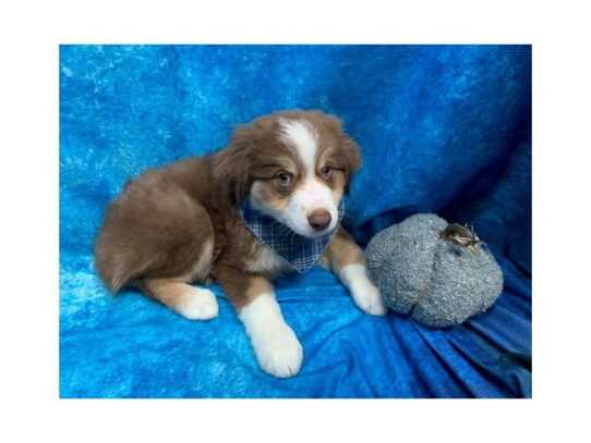 Miniature Australian Shepherd DOG Male Chocolate/Tan 13715 Petland Pensacola, Florida