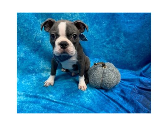 Boston Terrier DOG Male Blue / White 13601 Petland Pensacola, Florida