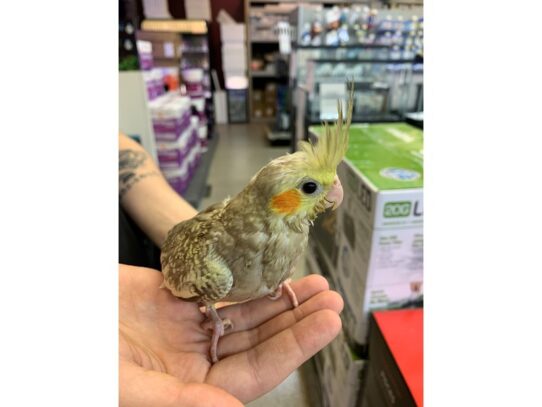 Cockatiel BIRD Pearl 13722 Petland Pensacola, Florida