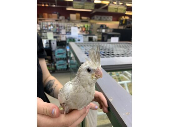 Cockatiel BIRD White face 13721 Petland Pensacola, Florida