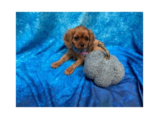 Cavalier King Charles Spaniel DOG Female Ruby 13723 Petland Pensacola, Florida