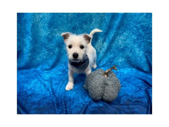 West Highland White Terrier DOG Male White 13729 Petland Pensacola, Florida