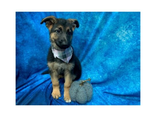 German Shepherd DOG Female Black/Tan 13737 Petland Pensacola, Florida