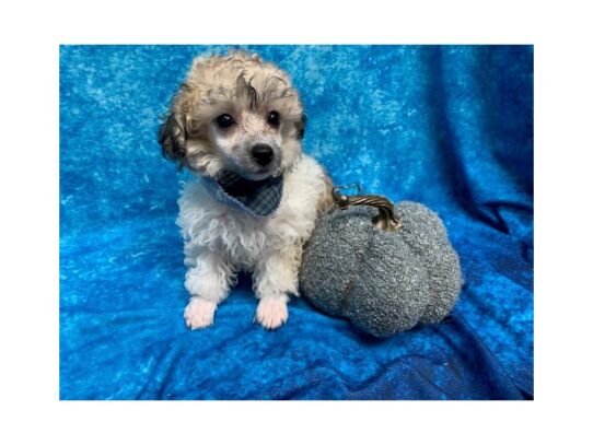 Poodle DOG Male Brown / White 13728 Petland Pensacola, Florida