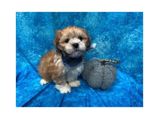 Lhasa Apso DOG Male Light golden/White 13734 Petland Pensacola, Florida