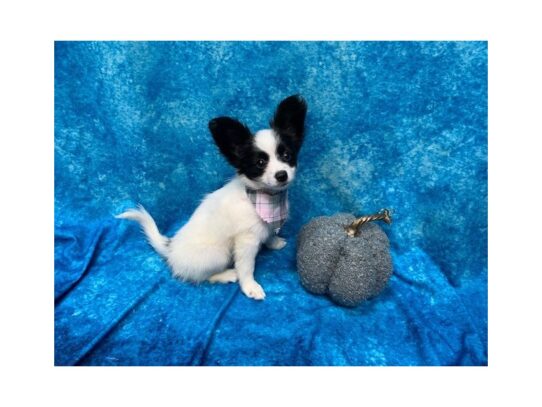 Papillon-DOG-Female-Black / White-13726-Petland Pensacola, Florida
