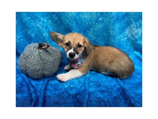 Pembroke Welsh Corgi DOG Female Red / White 13727 Petland Pensacola, Florida