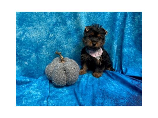 Silky Terrier DOG Female Black/Tan 13732 Petland Pensacola, Florida