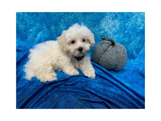 Maltese/Toy Poodle-DOG-Male-Cream / White-13730-Petland Pensacola, Florida