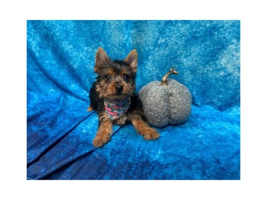 Silky Terrier DOG Female Black/Tan 13731 Petland Pensacola, Florida