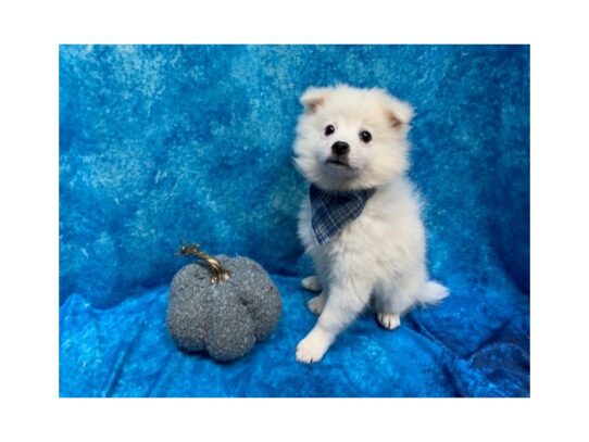 American Eskimo-DOG-Male-White-13735-Petland Pensacola, Florida