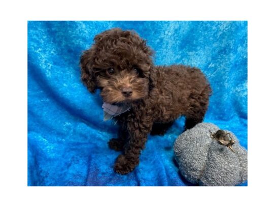 Cockapoo-DOG-Female-Chocolate-13736-Petland Pensacola, Florida