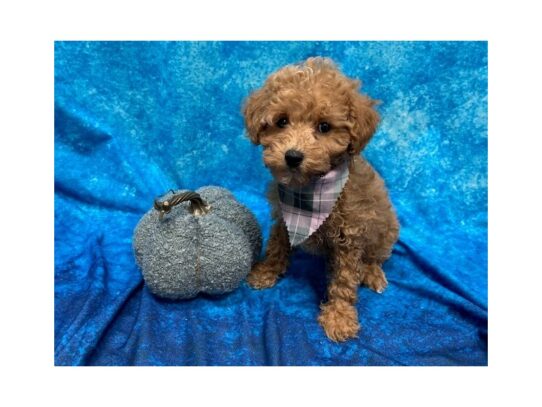 Poodle DOG Female Apricot 13733 Petland Pensacola, Florida