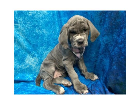 Neapolitan Mastiff DOG Female Blue 13725 Petland Pensacola, Florida