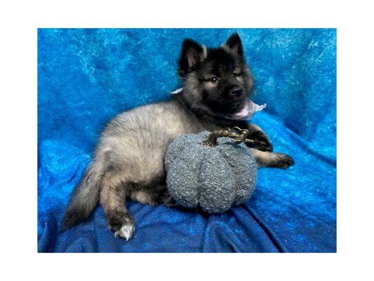 Keeshond DOG Female Silver Sable 13724 Petland Pensacola, Florida