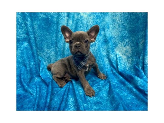 French Bulldog DOG Male Blue 13739 Petland Pensacola, Florida