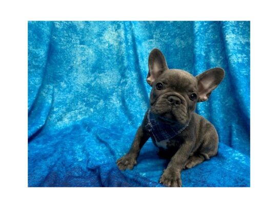 French Bulldog DOG Male Blue 13738 Petland Pensacola, Florida