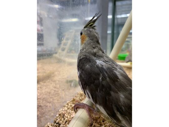 Cockatiel BIRD Normal 13741 Petland Pensacola, Florida