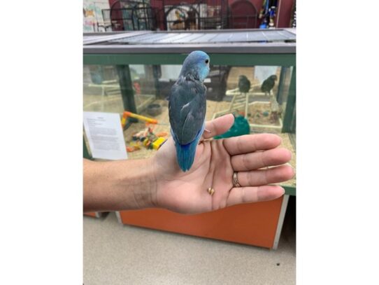 parrotlet-BIRD-Male-Blue-13717-Petland Pensacola, Florida