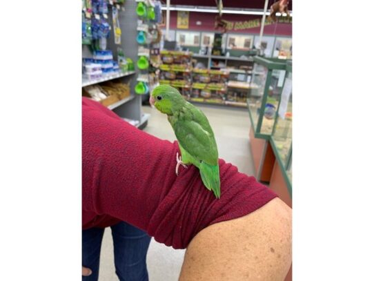 parrotlet BIRD Female Green 13718 Petland Pensacola, Florida