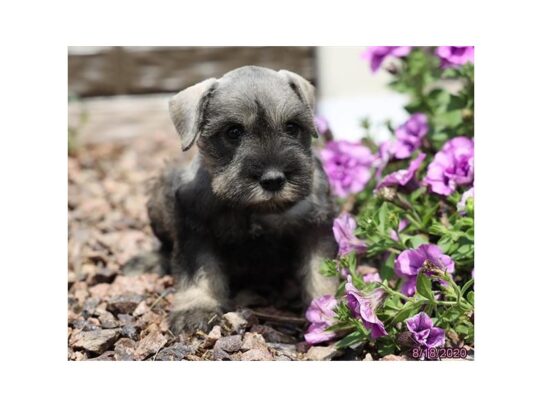 Miniature Schnauzer DOG Female Salt / Pepper 13754 Petland Pensacola, Florida