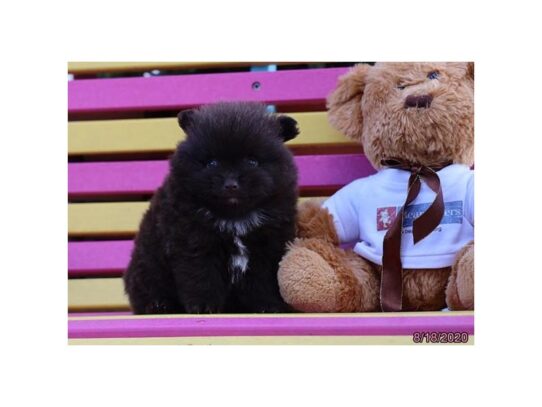 Pomeranian-DOG-Male-Chocolate-13755-Petland Pensacola, Florida