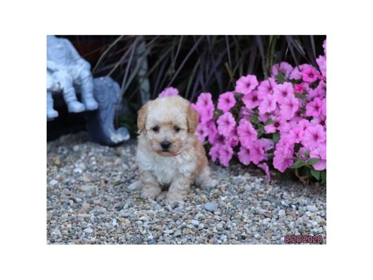 Poodle DOG Female Apricot 13751 Petland Pensacola, Florida