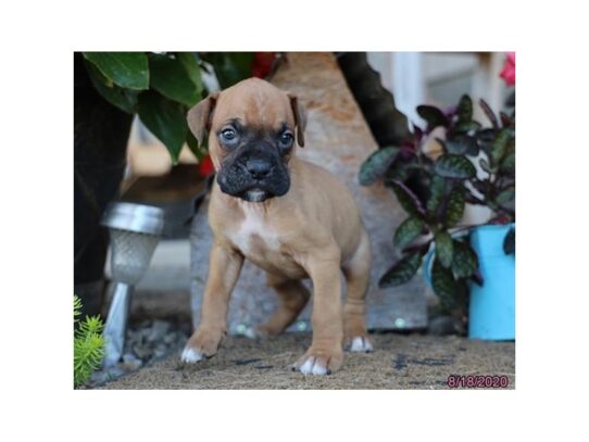 Boxer DOG Male Fawn 13756 Petland Pensacola, Florida