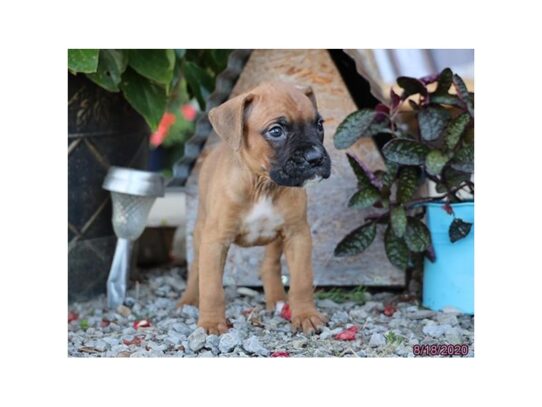 Boxer DOG Female Fawn 13757 Petland Pensacola, Florida