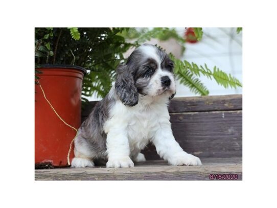 Cocker Spaniel DOG Male Blue Roan 13758 Petland Pensacola, Florida