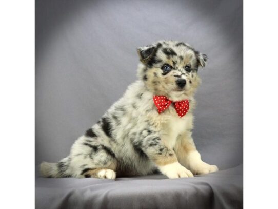 Pomsky DOG Male Blue Merle 13749 Petland Pensacola, Florida