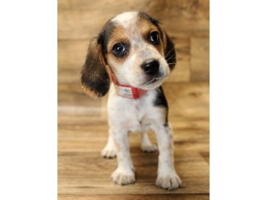 Beagle DOG Female Black Tan / White 13742 Petland Pensacola, Florida