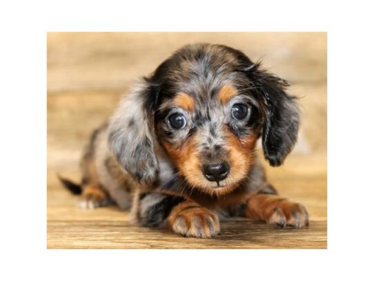 Dachshund DOG Female Black / Tan 13744 Petland Pensacola, Florida