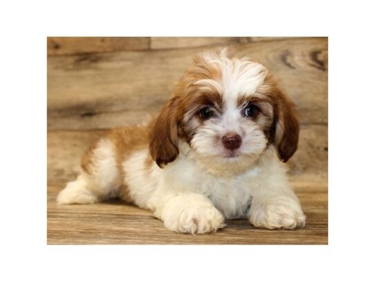 Lhasapoo-DOG-Male-Red Sable-13748-Petland Pensacola, Florida