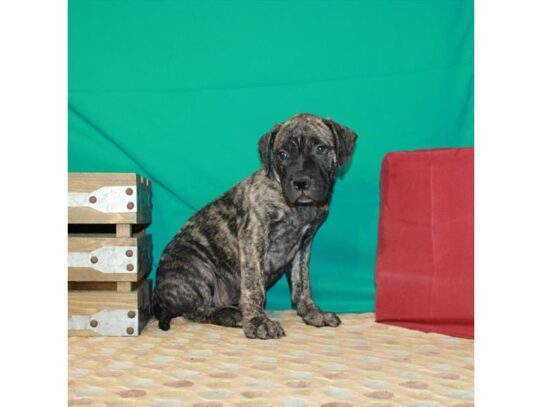 Bullmastiff-DOG-Female-Brindle-13746-Petland Pensacola, Florida