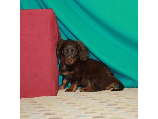 Dachshund DOG Female Chocolate / Tan 13743 Petland Pensacola, Florida