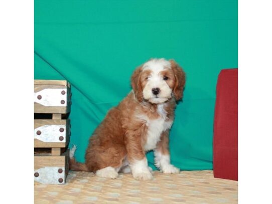 Goldendoodle Mini 2nd Gen DOG Male Red 13747 Petland Pensacola, Florida