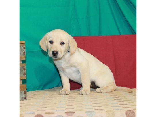 Labrador Retriever DOG Female Yellow 13750 Petland Pensacola, Florida