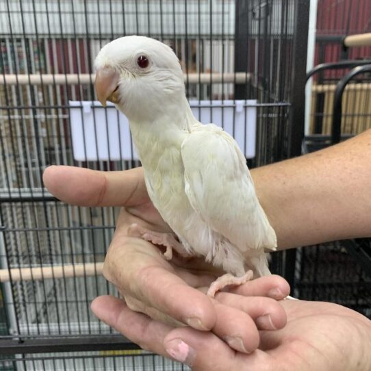 Quaker-BIRD-Unknown-Albino-1159-Petland Pensacola, Florida