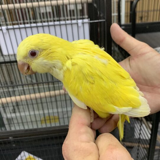 Quaker-BIRD-Unknown-Lutino-1158-Petland Pensacola, Florida