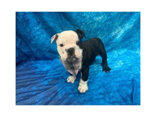 English Bulldog-DOG-Female-Seal-13761-Petland Pensacola, Florida