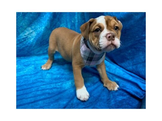 English Bulldog DOG Female Chocolate Fawn 13759 Petland Pensacola, Florida