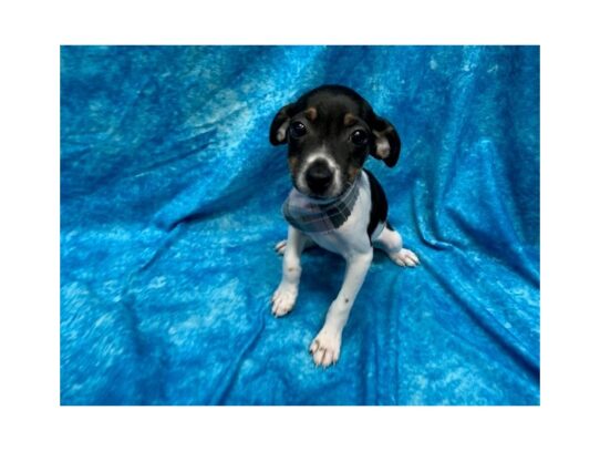 Jack Russell Terrier-DOG-Female-White Black / Tan-13745-Petland Pensacola, Florida