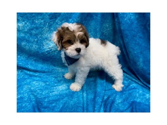 Lhasapoo DOG Male Gold/white parti 13762 Petland Pensacola, Florida