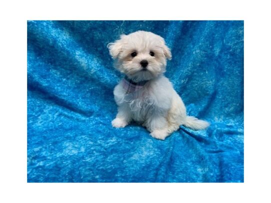 Maltese DOG Female White 13752 Petland Pensacola, Florida