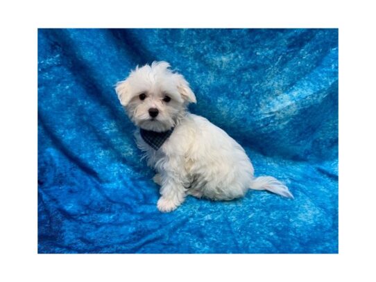 Maltese DOG Male White 13753 Petland Pensacola, Florida