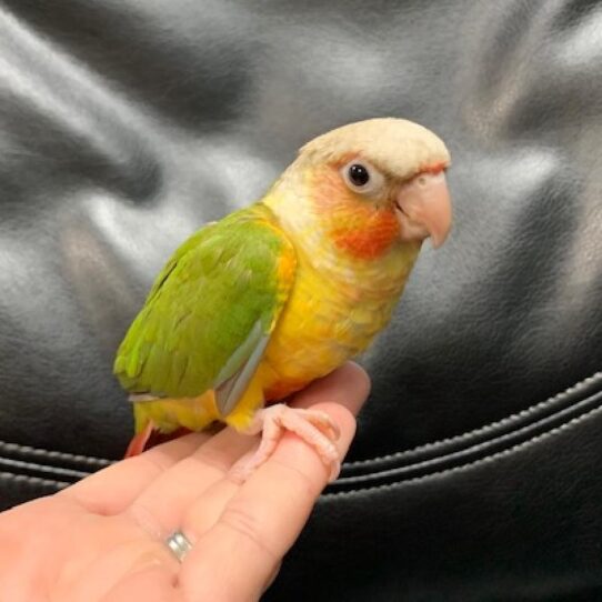 Greeen Cheek Conure BIRD Unknown Pineapple 1153 Petland Pensacola, Florida