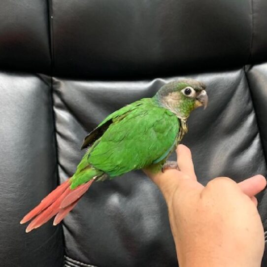 Greeen Cheek Conure-BIRD-Unknown-Normal-1151-Petland Pensacola, Florida