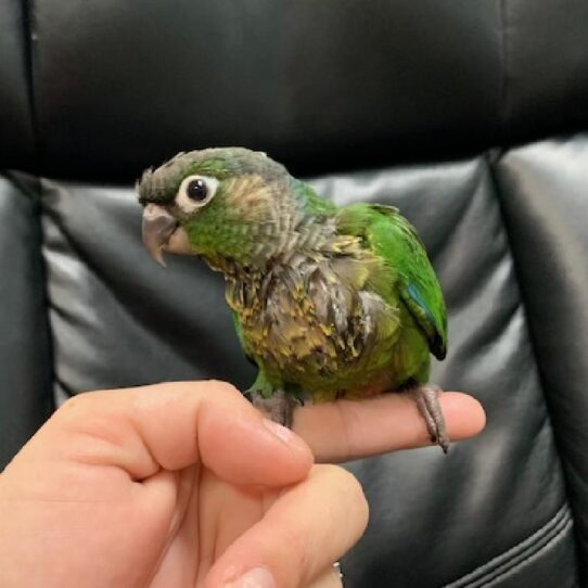 Greeen Cheek Conure-BIRD-Unknown-Normal-1152-Petland Pensacola, Florida